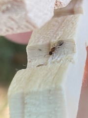 Temnothorax schaumii