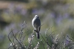 Ochthoeca leucophrys