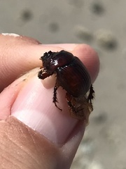 Eucanthus lazarus