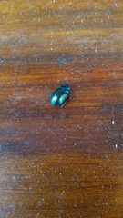 Chrysolina bicolor