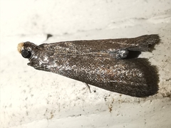 Eccopisa effractella