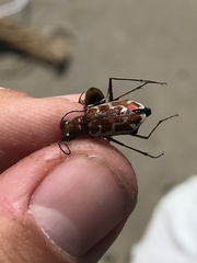 Ellipsoptera marutha