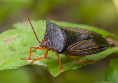 Peromatus