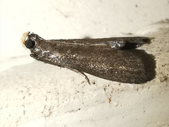 Eccopisa effractella