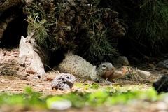 Otospermophilus variegatus