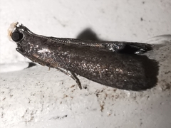 Eccopisa effractella