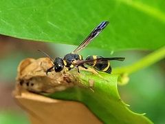 Parancistrocerus perennis