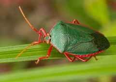 Edessa rufomarginata