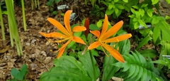 Lycoris sanguinea