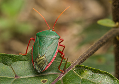 Edessa rufomarginata