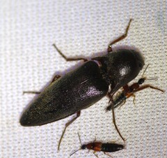 Diplostethus opacicollis