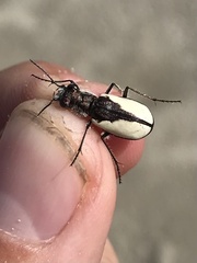 Cicindela willistoni estancia