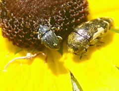 Odontocorynus salebrosus