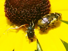 Odontocorynus salebrosus