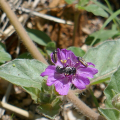 Acmaeodera quadrivittatoides