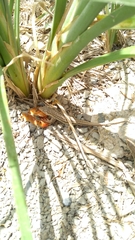 Acanthodactylus lacrymae