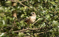 Agelaioides fringillarius