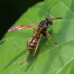 Polistes fuscatus