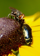 Acmaeodera pulchella