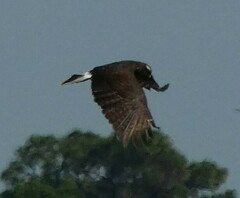 Rostrhamus sociabilis plumbeus