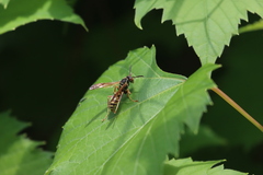 Polistes fuscatus