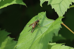 Polistes fuscatus