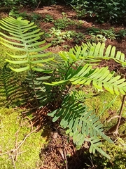 Pleopeltis polypodioides