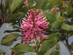 Oreocallis grandiflora