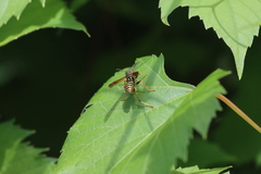 Polistes fuscatus