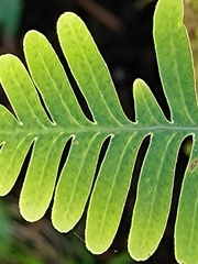 Pleopeltis polypodioides