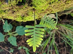 Pleopeltis polypodioides