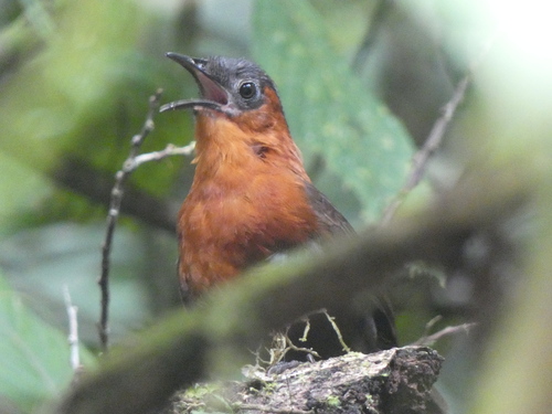Northern Chestnut-breasted Wren (Cyphorhinus dichrous), photo 8