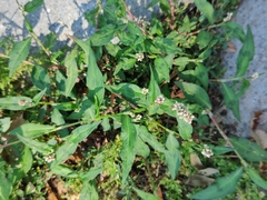 Persicaria barbata