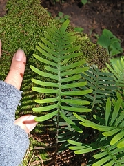 Pleopeltis polypodioides