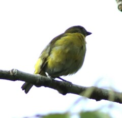 Euphonia hirundinacea