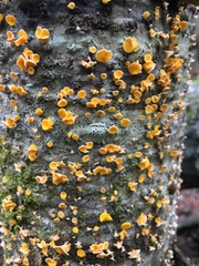 Lachnellula agassizii