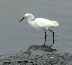 Egretta thula