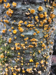 Lachnellula agassizii