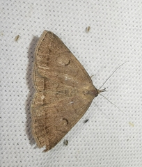 Zanclognatha lunalis