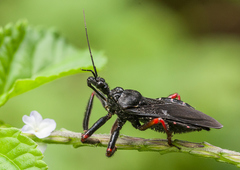 Apiomerus geniculatus