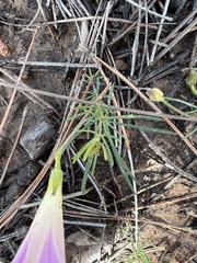Ipomoea plummerae