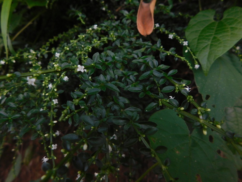 Galianthe brasiliensis