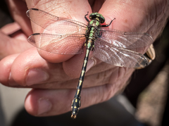 Ophiogomphus carolus