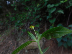 Melampodium microcephalum