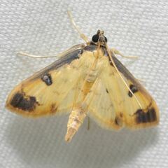 Ategumia ebulealis