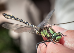 Ophiogomphus carolus