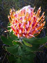 Leucospermum glabrum