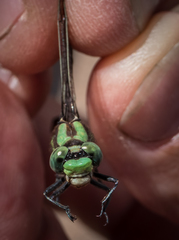 Ophiogomphus carolus