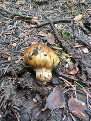 Cortinarius pinguis