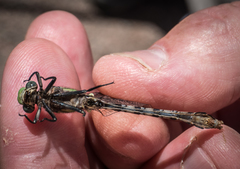 Ophiogomphus carolus